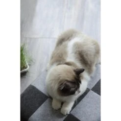 Let's Pet Cube Kattenslaapplaats -PetPlezier Verkoopwinkel lets pet cube kattenslaapplaats 2