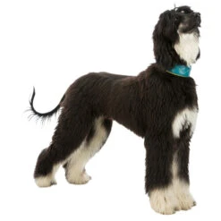 Trixie Active Comfort Anti-trek Windhondenhalsband -PetPlezier Verkoopwinkel trixie active comfort anti trek windhondenhalsband 3