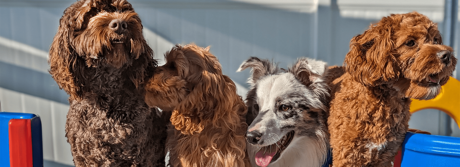 Voorkant -PetPlezier Verkoopwinkel 1.6