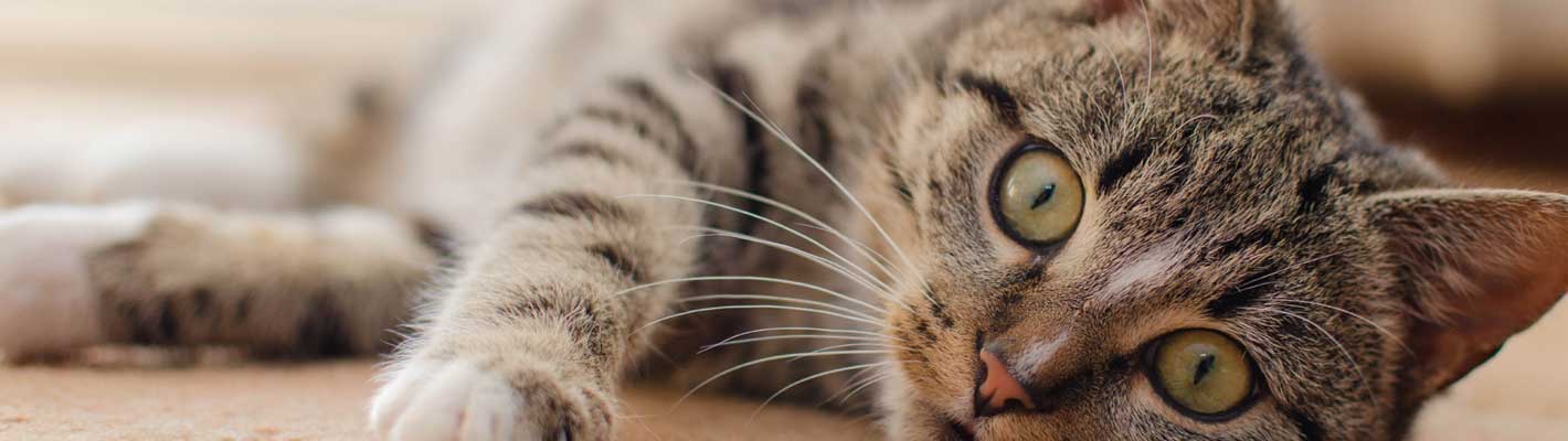 Voorkant -PetPlezier Verkoopwinkel 1.8